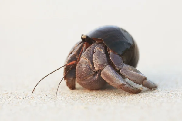 Concha tropical em uma praia arenosa — Fotografia de Stock