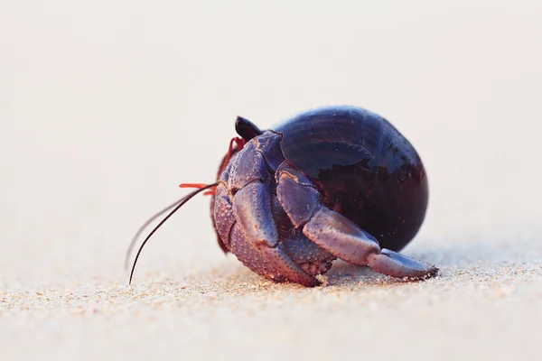 Cancro caranguejo eremita shell — Fotografia de Stock