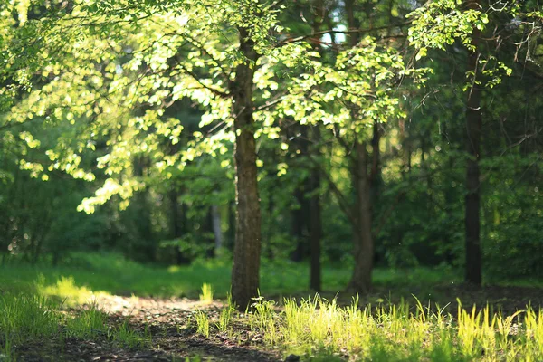 Árboles de fondo en el bosque —  Fotos de Stock