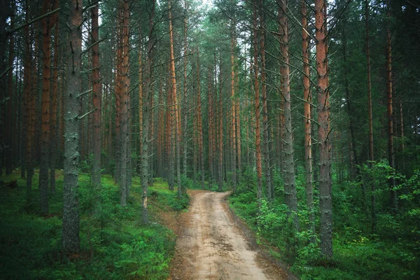 Letní smrkové Lesní krajina — Stock fotografie