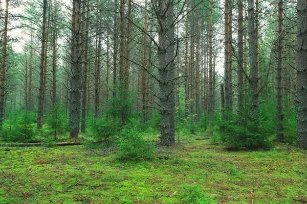 Zomer vuren boslandschap — Stockfoto