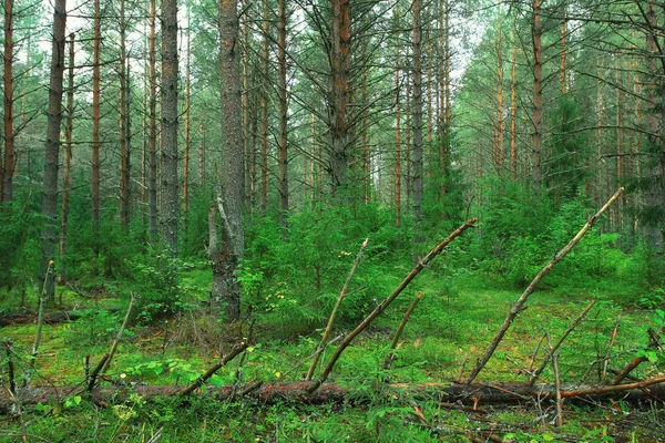 Estate denso paesaggio forestale — Foto Stock