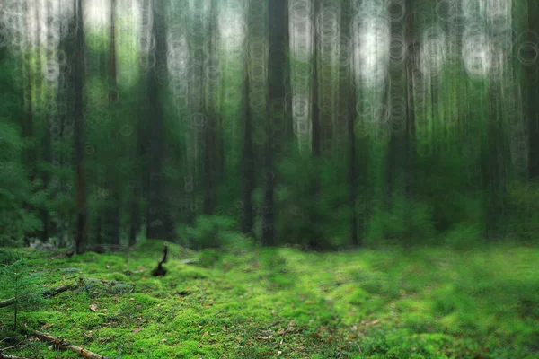 夏季森林模糊纹理 — 图库照片