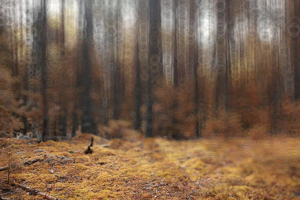 Fondo borroso bosque de otoño — Foto de Stock