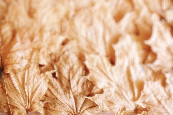 Θολή φόντο φθινοπωρινά φύλλα — Φωτογραφία Αρχείου