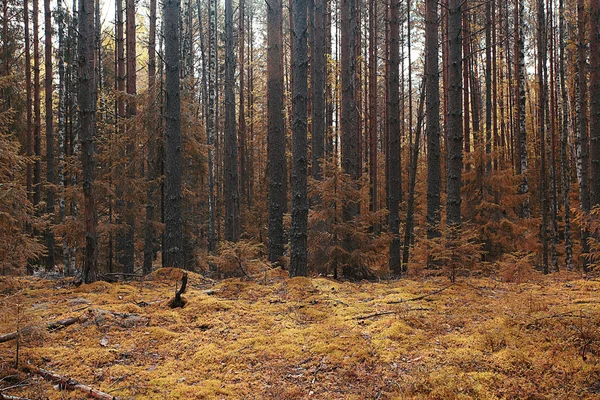 Herfst parklandschap met bomen — Stockfoto