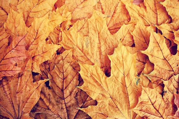 Hintergrund Textur der gelben Blätter — Stockfoto