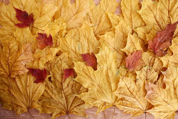黄色の葉の背景テクスチャ — ストック写真