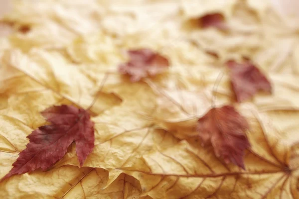 Blurred background autumn leaves — Stock Photo, Image