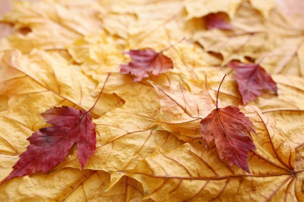 Textura pozadí žluté listí — Stock fotografie