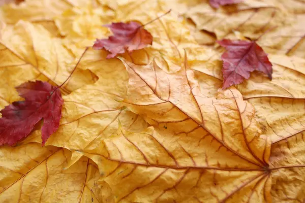 Hintergrund Textur der gelben Blätter — Stockfoto