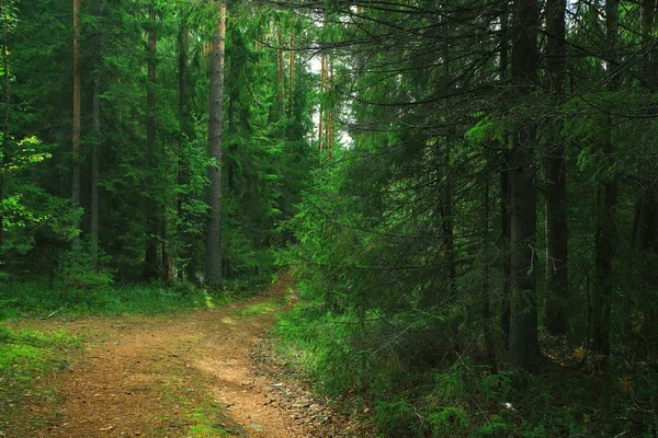 Sommer-Fichtenwald-Landschaft — Stockfoto