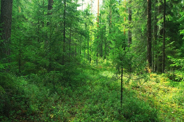 Nyári sűrű erdős táj — Stock Fotó