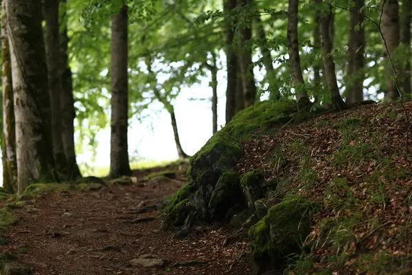 Kiefernwald-Landschaft im Sommer — Stockfoto