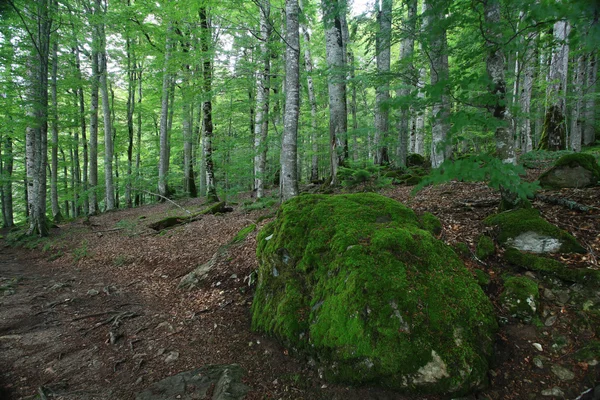 Paisaje forestal en verano — Foto de Stock