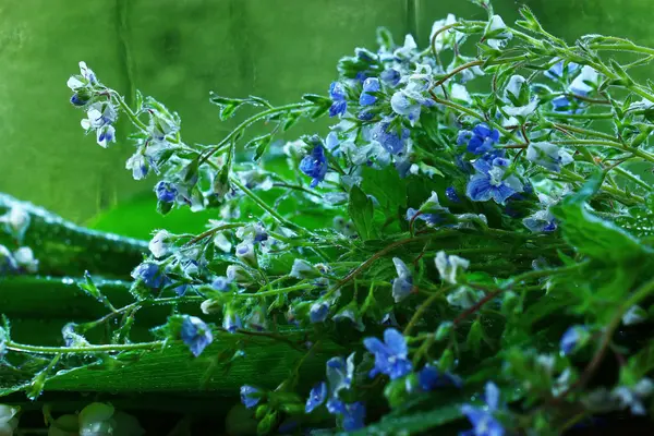 明るくカラフルな花 — ストック写真