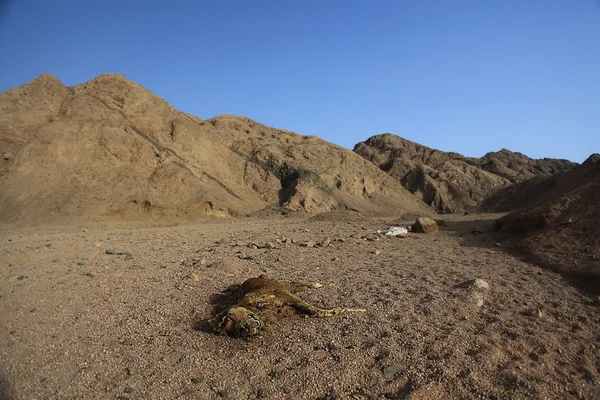 Θάνατο έρημο ξηρασία πέτρες — Φωτογραφία Αρχείου