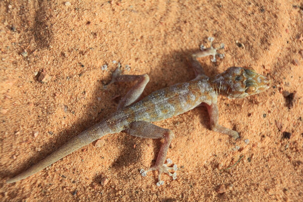 lizard geckos on sandy beach