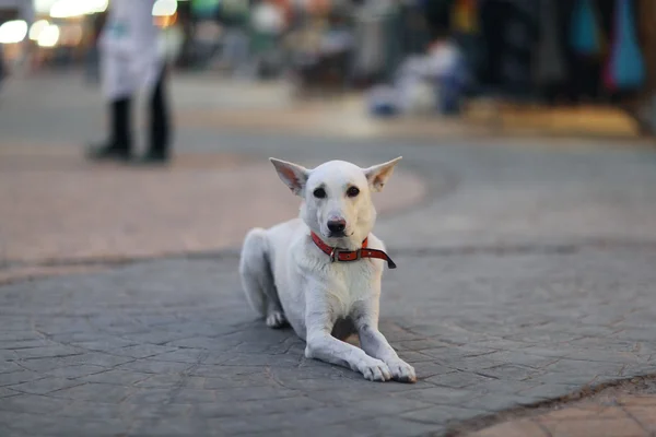 Muito alegre cão rafeiro lá fora — Fotografia de Stock