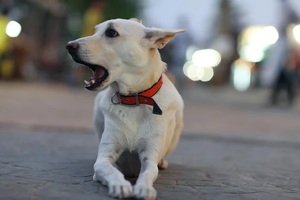 Muito alegre cão rafeiro lá fora — Fotografia de Stock