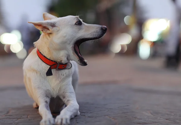 Muito alegre cão rafeiro lá fora — Fotografia de Stock