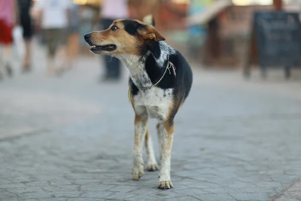 Muito alegre cão rafeiro lá fora — Fotografia de Stock