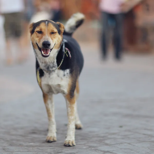 Oldukça neşeli melez köpek dış — Stok fotoğraf