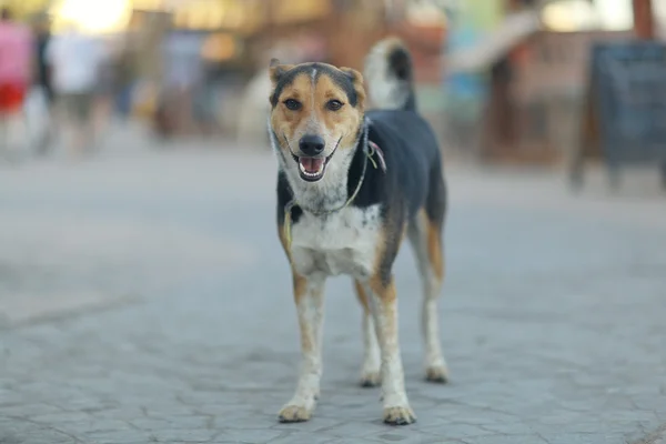 Muito alegre cão rafeiro lá fora — Fotografia de Stock