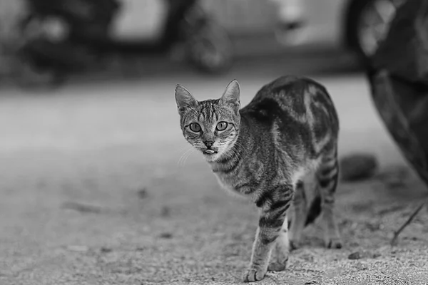 Cute cat walk outdoor — Stock Photo, Image
