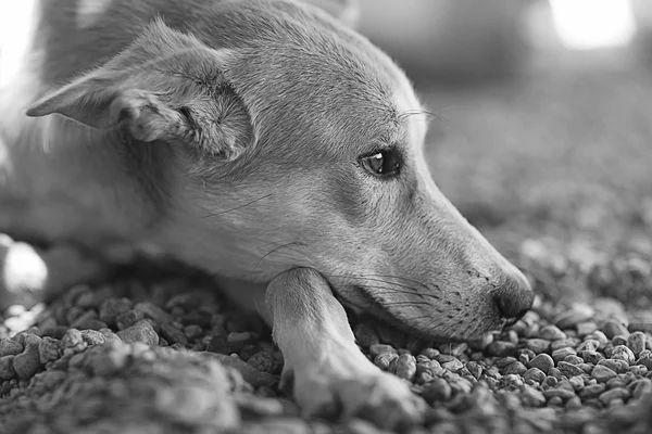 Muito alegre cão rafeiro lá fora — Fotografia de Stock