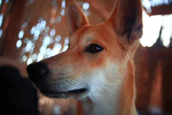 Muito alegre cão rafeiro lá fora — Fotografia de Stock