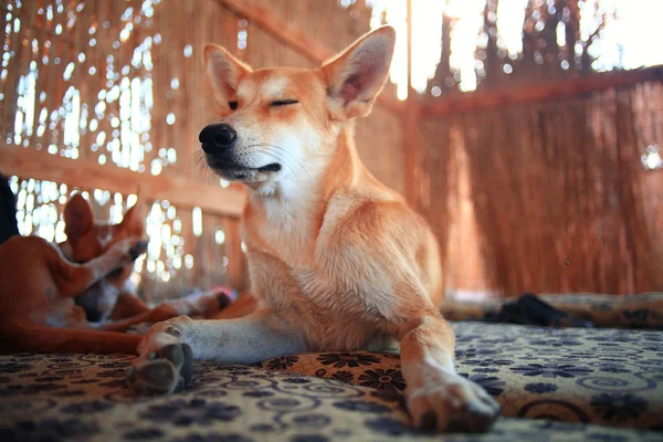 Muito alegre cão rafeiro lá fora — Fotografia de Stock