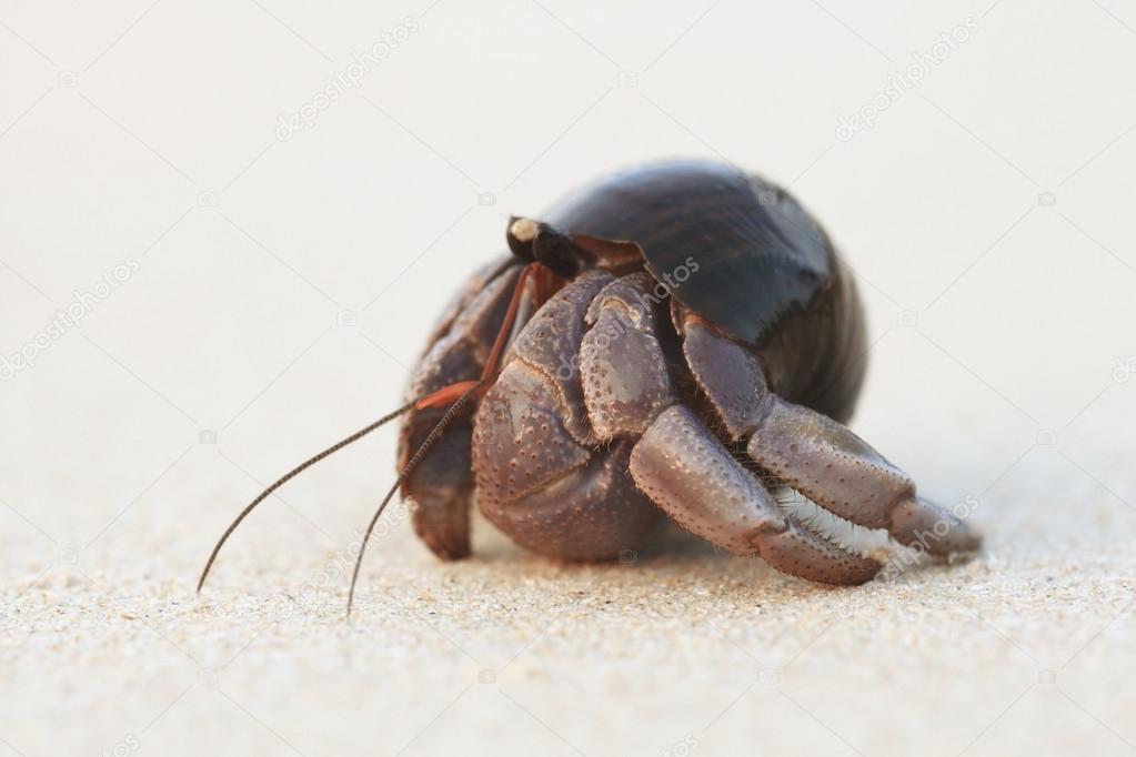 Tropical conch on a sandy beach