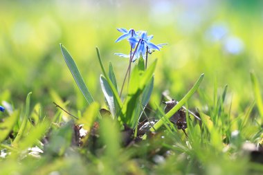 Tarlada yabani çiçekler