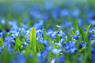 Tarlada yabani çiçekler