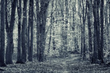 sonbahar park peyzaj ağaçları ile