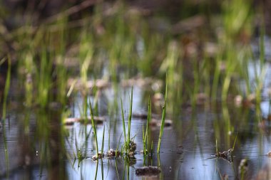 taze yeşil çim dokusu