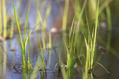 taze yeşil çim dokusu