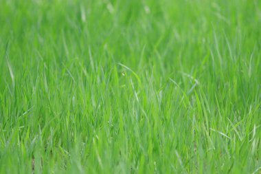 çiy ile yağmur sonra otlar