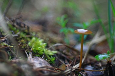 ormandaki mantar doku