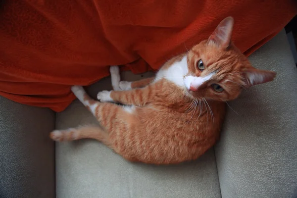 Милий домашній червоний кіт — стокове фото