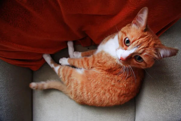 Bonito doméstico vermelho gato — Fotografia de Stock