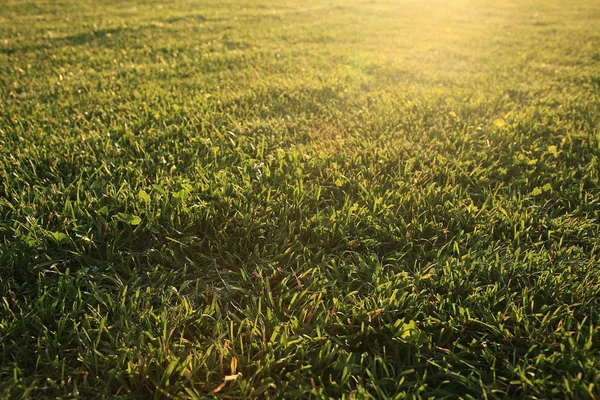 Texture di erba verde fresca — Foto Stock