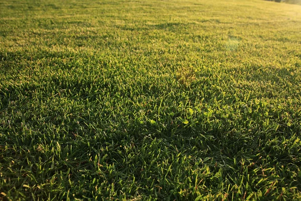Текстура свіжої зеленої трави — стокове фото