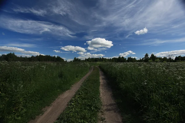 Дорога в летнем поле — стоковое фото