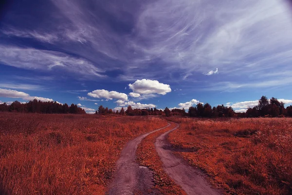 Strada nel campo estivo — Foto Stock