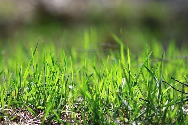 Texture of fresh green grass — Stock Photo, Image