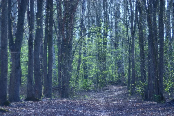 Hintergrund Bäume im Wald — Stockfoto
