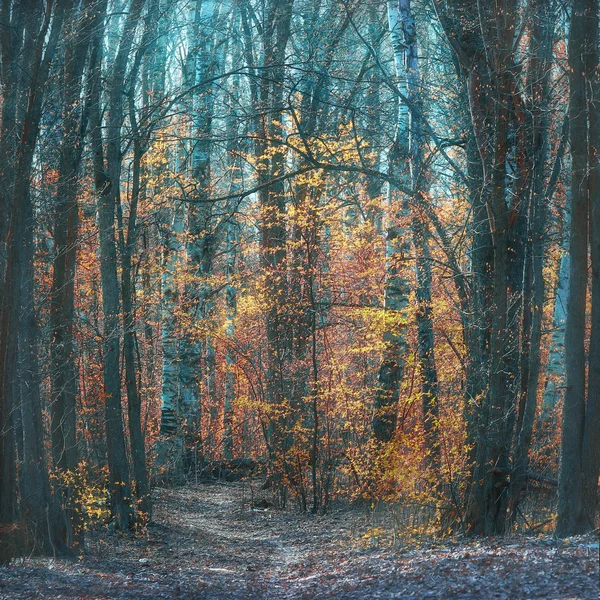 Paysage de parc d'automne avec des arbres — Photo