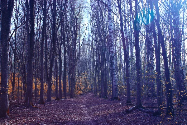 Paisaje de otoño en la naturaleza — Foto de Stock